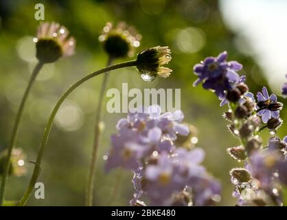 Berlin, Allemagne. 29 avril 2020. Les gouttes de pluie peuvent être vues sur une Marguerite espagnole et un oublier-moi-pas après une pluie au soleil. Crédit: Jens Kalaene/dpa-Zentralbild/ZB/dpa/Alay Live News Banque D'Images