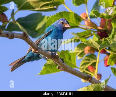 Mâles Indigo Bunting (Passerina cyanoa) se nourrissant de mûrier, Galveston, Texas, États-Unis Banque D'Images