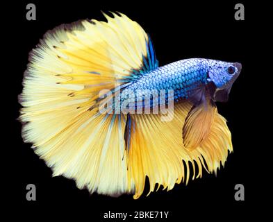 Betta Mustard Halfmoon HM Homme ou Plakat combat les splendens de poissons sur fond noir. Banque D'Images