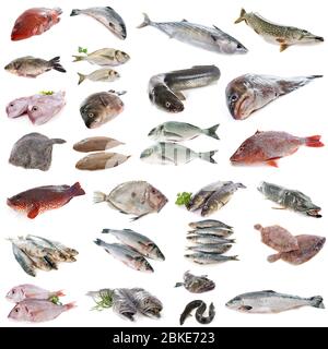 photo composite de poisson devant un fond blanc Banque D'Images