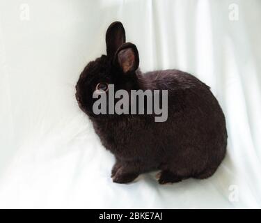 Lapin nain noir assis sur un tissu bleu pâle Banque D'Images