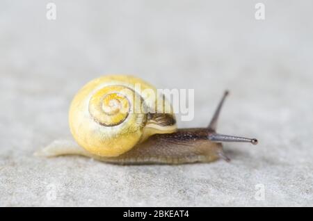 Cepaea hortensis, connu sous le nom d'escargot à lèvres blanches ou escargot à bandes de jardin, macro gros plan Banque D'Images