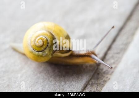 Cepaea hortensis, connu sous le nom d'escargot à lèvres blanches ou escargot à bandes de jardin, macro gros plan, sur une tuile de pierre sur la terrasse Banque D'Images