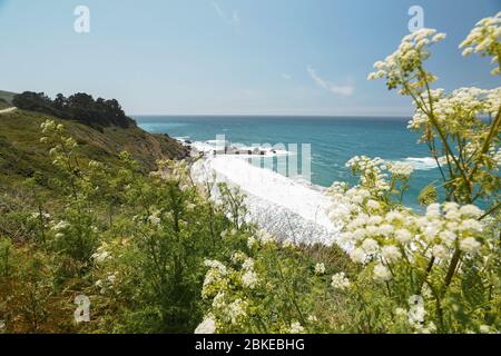 Big sur, Comté de Monterey, Californie. Océan Pacifique, falaises et plantes indigènes sur la plage. Banque D'Images