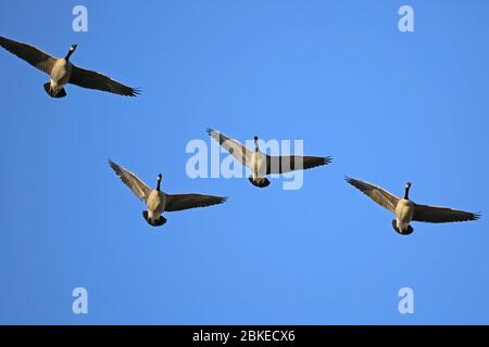 Groupe de Bernaches du Canada volant ensemble sur le ciel bleu. Banque D'Images