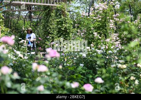 Hefei, province chinoise d'Anhui. 4 mai 2020. Les touristes apprécient leur temps libre dans un jardin pendant les vacances de la fête du travail à Hefei, dans la province d'Anhui en Chine orientale, le 4 mai 2020. Crédit: Zhang Duan/Xinhua/Alay Live News Banque D'Images