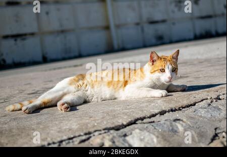 Un chat blanc et gingembre ayant une sieste au soleil au port de pêche de Marbella, Espagne Banque D'Images