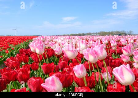 Tulipes roses longues dans un champ de tulipes rouges avec une lentille grand angle de dessous, ciel bleu nuageux aux Pays-Bas. Mise au point sélective. Banque D'Images