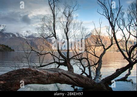 Le soleil couchant se reflète au large des montagnes sur le lac Wakatipu, en Nouvelle-Zélande. Un saule penche sur le lac, à Wilson Bay, près de Queenstown Banque D'Images