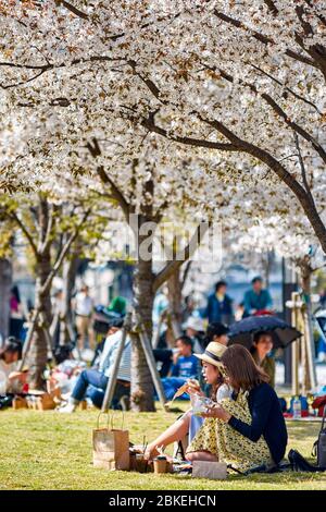 Osaka / Japon - 28 mars 2018 : les filles pique-niquer sous les cerisiers, en profitant de la vue sur la sakura en fleur de cerisier à Osaka, Japon Banque D'Images