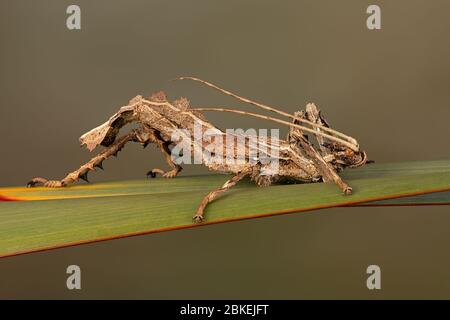 Mâle Malayan Jungle Nymph (Heteropteryx dilatata) Banque D'Images