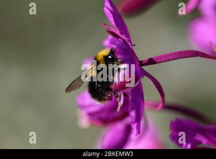 Gros plan sur Bombus bohemicus, également connu sous le nom de cuckoo bumblebee de la gitane Banque D'Images