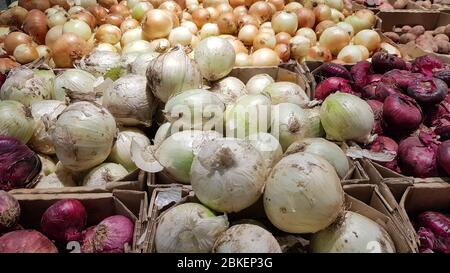 Beaucoup de petites bulbes d'oignon pour la plantation. Différentes variétés d'oignons. Banque D'Images