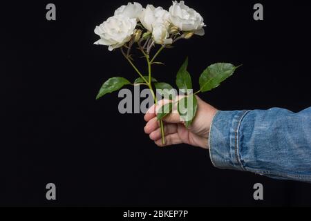 rose rose rose, fleur qui symbolise l'amour, la passion, le romantisme. Fleur de printemps avec beaucoup de sens symbolique. Pour toute célébration, c'est le f approprié Banque D'Images