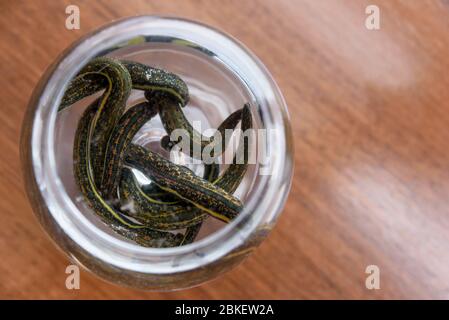 Thérapie des sangsues médicales. Hirudo medicinalis dans un récipient avec de l'eau. Banque D'Images