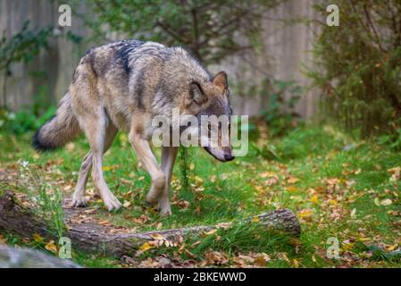 Magnifique gros plan d'un loup marchant vers l'appareil photo sur de l'herbe verte avec des feuilles rouges et jaunes d'automne tombées. Skansen, Stockholm, Suède. Banque D'Images