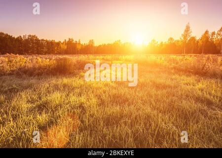 Scène de lever de soleil sur un champ d'herbe couverte de gel au début de l'automne matin et d'arbres sur un arrière-plan. Paysage. Banque D'Images