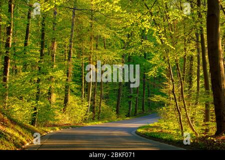 Route de campagne à travers la forêt de hêtre au printemps, près de Seefeld, Fuenfseenland, Haute-Bavière, Bavière, Allemagne Banque D'Images