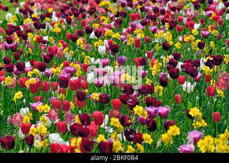 Prairie de jardin avec tulipes colorées (Tulipa) et Daffodils (Narcisse), Rhénanie-du-Nord-Westphalie, Allemagne Banque D'Images