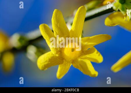 Fleur de jasmin d'hiver (Jasminum nudiflorum), plante de jardin, Allemagne Banque D'Images