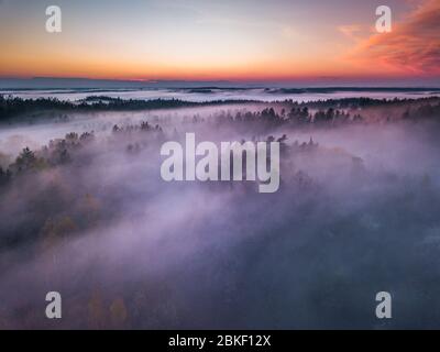 Brouillard et brouillard couvrant la forêt en Lituanie Banque D'Images