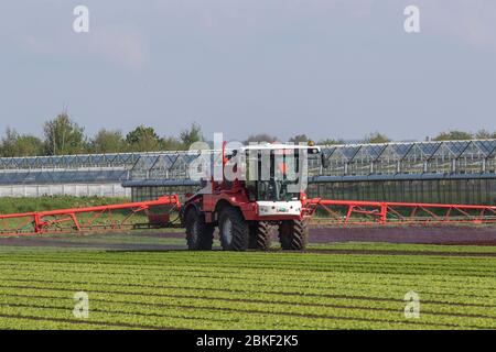 Pulvérisation de salades dans le « saladier » du Lancashire, une zone agricole intense de champs fertiles et de sols fins pour la laitue et les légumes-racines.L'agriculteur utilise un pulvérisateur agricole automoteur Bateman 4000 R30 pour contrôler le panaché et les pucerons du chou, deux insectes qui nuisent à la culture de la laitue.Southport, Merseyside.ROYAUME-UNI Banque D'Images