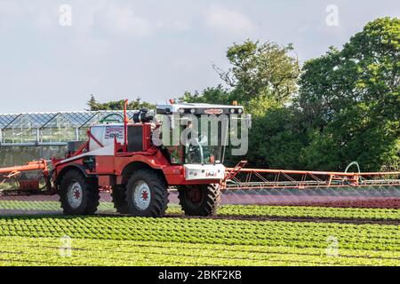 Pulvérisation de salades dans le « saladier » du Lancashire, une zone agricole intense de champs fertiles et de sols fins pour la laitue et les légumes-racines.L'agriculteur utilise un pulvérisateur agricole automoteur Bateman 4000 R30 pour contrôler le panaché et les pucerons du chou, deux insectes qui nuisent à la culture de la laitue.Southport, Merseyside.ROYAUME-UNI Banque D'Images