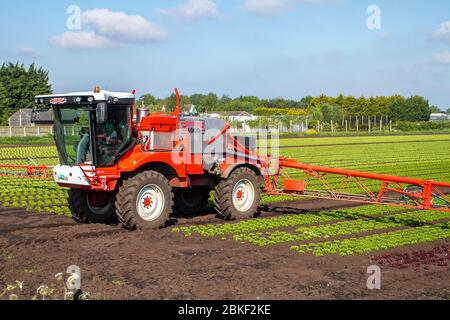 Pulvérisation de salades dans le « saladier » du Lancashire, une zone agricole intense de champs fertiles et de sols fins pour la laitue et les légumes-racines.L'agriculteur utilise un pulvérisateur agricole automoteur Bateman 4000 R30 pour contrôler le panaché et les pucerons du chou, deux insectes qui nuisent à la culture de la laitue.Southport, Merseyside.ROYAUME-UNI Banque D'Images