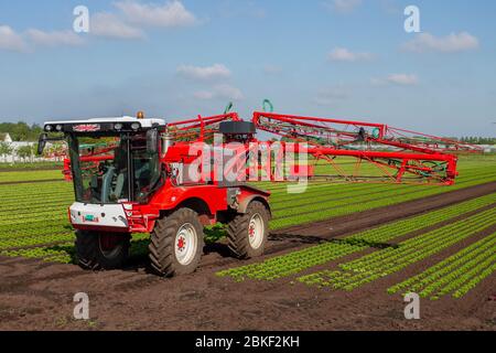 Pulvérisation de salades dans le « saladier » du Lancashire, une zone agricole intense de champs fertiles et de sols fins pour la laitue et les légumes-racines.L'agriculteur utilise un pulvérisateur agricole automoteur Bateman 4000 R30 pour contrôler le panaché et les pucerons du chou, deux insectes qui nuisent à la culture de la laitue.Southport, Merseyside.ROYAUME-UNI Banque D'Images