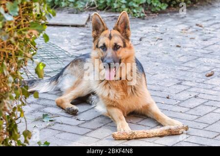Portrait d'un Berger allemand, âgé de 1 an, le chien est allongé sur le chemin dans le jardin avec un bâton Banque D'Images