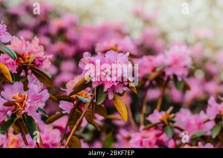 Lavande / rhodendron rose P.J.M. floraison au printemps Banque D'Images