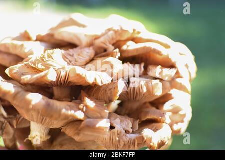Un morceau de type frais de champignons de forêt nommé hribi ou collines, fraîchement cueilli. En plein soleil pendant l'été ou l'automne. Marron et blanc Banque D'Images