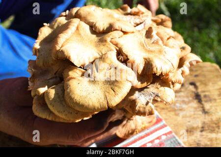 Un morceau de type frais de champignons de forêt nommé hribi ou collines, fraîchement cueilli. En plein soleil pendant l'été ou l'automne. Marron et blanc Banque D'Images