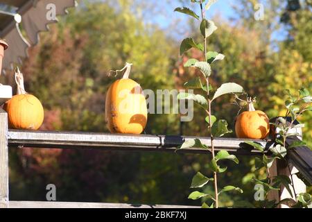 Citrouilles orange sur le marché agricole extérieur. Citrouilles en ligne sur un panneau en bois. Copiez l'espace pour votre texte Banque D'Images