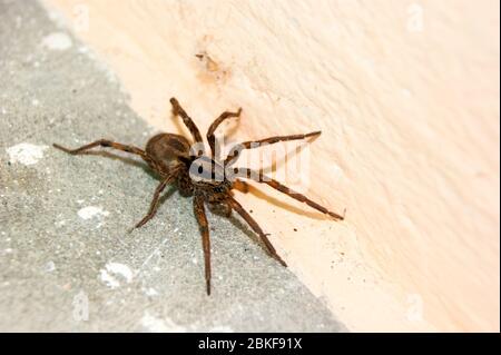 Une famille d'araignées araneomorphes - un entonnoir araignée rampant sur une journée ensoleillée d'été sur un sol en béton chaud près du mur. Insectes. Arthropodes Banque D'Images