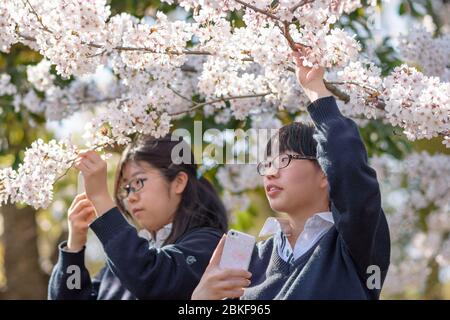 Osaka / Japon - 28 mars 2018 : les filles d'école profitent d'une pause, prenant des photos de sakura de cerisiers en fleurs dans un parc à Osaka, Japon. Banque D'Images