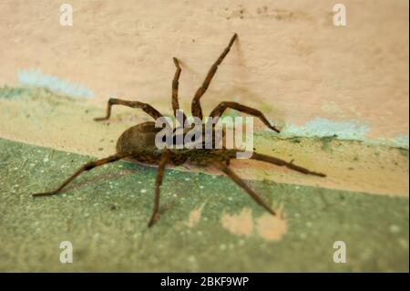 Une famille d'araignées araneomorphes - un entonnoir araignée rampant sur une journée ensoleillée d'été sur un sol en béton chaud près du mur. Insectes. Arthropodes Banque D'Images