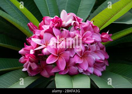 Fleurs roses frangipani de Singapour, Singapour Banque D'Images