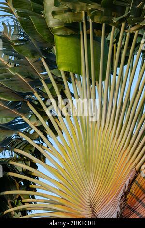 Voyageurs Palm, Singapour Banque D'Images