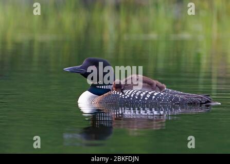 Common Loon (Gavia immer) en gros plan, en nageant avec une poussin sur le dos, sur Buck Lake, ont., Canada Banque D'Images