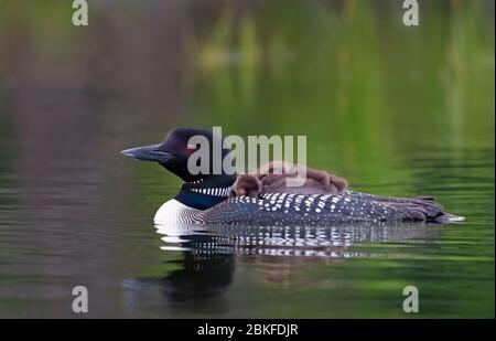 Common Loon (Gavia immer) en gros plan, en nageant avec une poussin sur le dos, sur Buck Lake, ont., Canada Banque D'Images