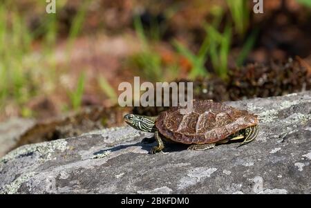 Carte du Nord tortue assise sur un rocher en Ontario, Canada Banque D'Images