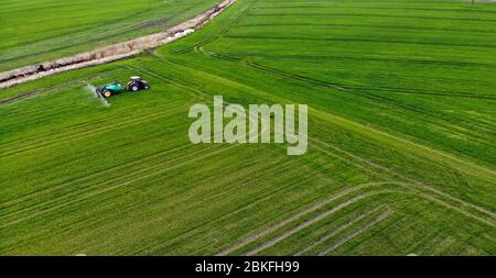 vue aérienne du tracteur pulvérisant les produits chimiques sur le grand champ vert de grain Banque D'Images
