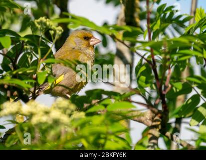 Un mâle Greenfinch (Carduelis chloris) perché dans un arbre Rowan, Warwickshire Banque D'Images