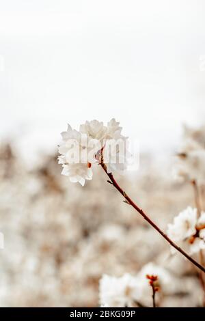 Les Rhododendrons blancs fleurissent au début du printemps (R. dauricum), « April Snow » Banque D'Images