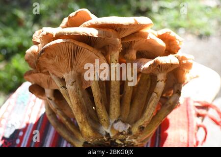 Un morceau de type frais de champignons de forêt nommé hribi ou collines, fraîchement cueilli. En plein soleil pendant l'été ou l'automne. Marron et blanc Banque D'Images