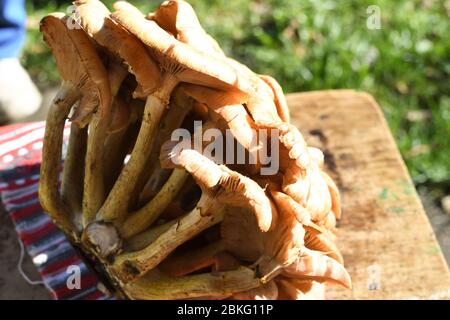 Un morceau de type frais de champignons de forêt nommé hribi ou collines, fraîchement cueilli. En plein soleil pendant l'été ou l'automne. Marron et blanc Banque D'Images