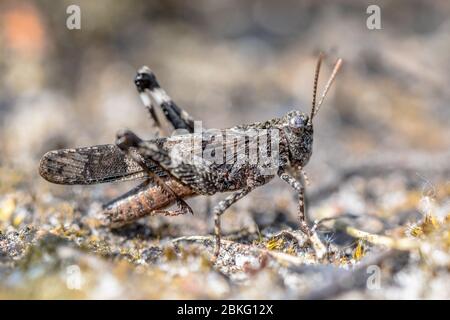 Sauterelle à ailes bleues (Oedipoda caerulescens) camouflage sur fond gris, Pays-Bas Banque D'Images