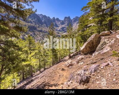 Sentier pédestre dans les gorges de l'Aso avec vue sur la montagne de Cinto en Haute Corse sur l'île Corse, France Banque D'Images