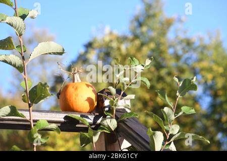 Citrouilles orange sur le marché agricole extérieur. Citrouilles en ligne sur un panneau en bois. Copiez l'espace pour votre texte Banque D'Images